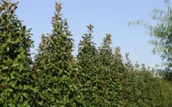 Brackens Brown Beauty Magnolia - 1 Gallon Pot -Best Plant Shop Magnolia Brackens Brown Beauty 6 4