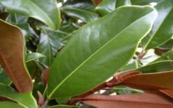 Brackens Brown Beauty Magnolia - 1 Gallon Pot -Best Plant Shop Magnolia Brackens Brown Beauty Leaves 4