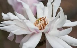Centennial Star Magnolia - 1 Gallon Pot -Best Plant Shop Magnolia Centennial 10 1