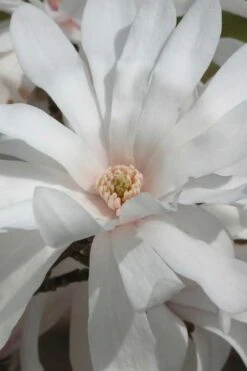 Centennial Star Magnolia - 1 Gallon Pot -Best Plant Shop Magnolia Centennial 11 1