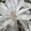 Centennial Star Magnolia - 1 Gallon Pot 1 Centennial Star Magnolia - 1 Gallon Pot -Best Plant Shop Magnolia Centennial 12 1