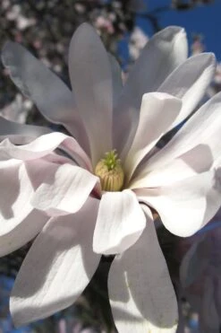 Centennial Star Magnolia - 1 Gallon Pot -Best Plant Shop Magnolia Centennial 13 1