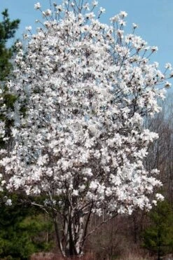 Centennial Star Magnolia - 3 Gallon Pot -Best Plant Shop Magnolia Centennial 19