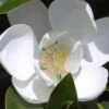 Claudia Wannamaker Southern Magnolia - 7 Gallon Pot (5-6') 2 Claudia Wannamaker Southern Magnolia - 7 Gallon Pot (5-6') -Best Plant Shop Magnolia Claudia Wannamaker 1 1
