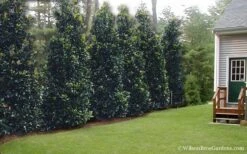 Claudia Wannamaker Southern Magnolia - 7 Gallon Pot (5-6') -Best Plant Shop Magnolia Claudia Wannamaker 2 1