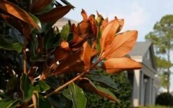 Claudia Wannamaker Southern Magnolia - 3 Gallon Pot -Best Plant Shop Magnolia Claudia Wannamaker 3 2