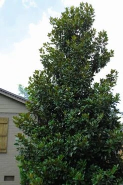 Claudia Wannamaker Southern Magnolia - 5 Gallon Pot 11 Claudia Wannamaker Southern Magnolia - 5 Gallon Pot -Best Plant Shop Magnolia Claudia Wannamaker 4 3