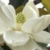 D. D. Blanchard Southern Magnolia - 1 Gallon Pot -Best Plant Shop Magnolia DD Blanchard 10