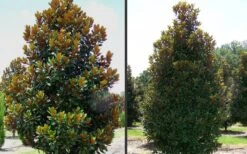 D. D. Blanchard Southern Magnolia - 1 Gallon Pot 11 D. D. Blanchard Southern Magnolia - 1 Gallon Pot -Best Plant Shop Magnolia DD Blanchard