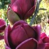 Genie Magnolia Tulip Tree - 7 Gallon Pot (6-7') -Best Plant Shop Magnolia Genie 1