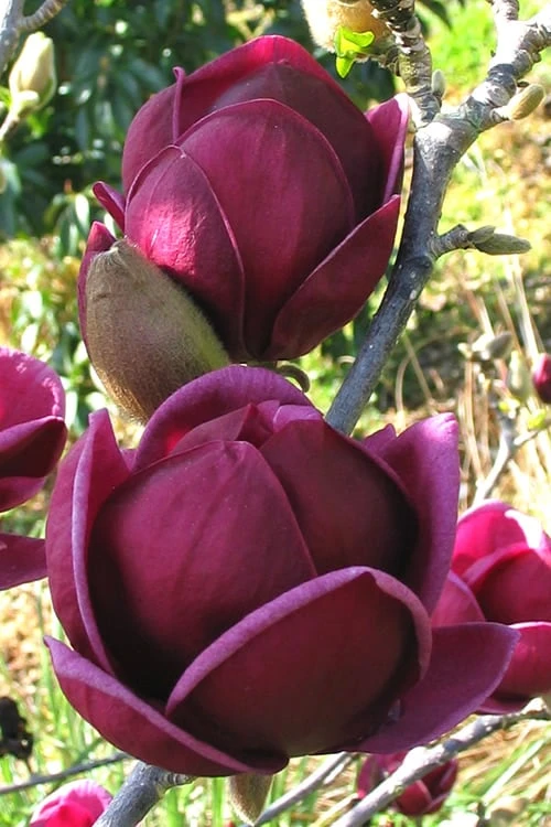 Genie Magnolia Tulip Tree - 7 Gallon Pot (6-7') 3 Genie Magnolia Tulip Tree - 7 Gallon Pot (6-7')