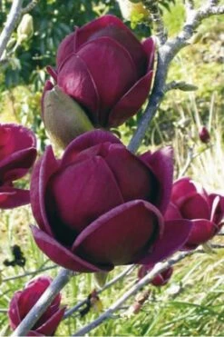 Genie Magnolia Tulip Tree - 7 Gallon Pot (6-7') 19 Genie Magnolia Tulip Tree - 7 Gallon Pot (6-7') -Best Plant Shop Magnolia Genie 10