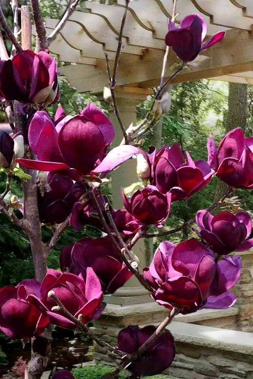 Genie Magnolia Tulip Tree - 7 Gallon Pot (6-7') 7 Genie Magnolia Tulip Tree - 7 Gallon Pot (6-7') - Image 5
