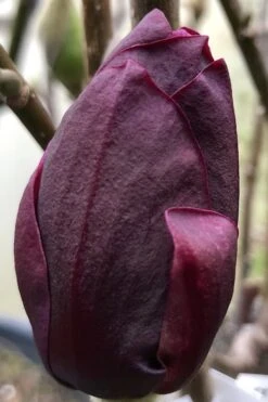 Genie Magnolia Tulip Tree - 7 Gallon Pot (6-7') 17 Genie Magnolia Tulip Tree - 7 Gallon Pot (6-7') -Best Plant Shop Magnolia Genie 8