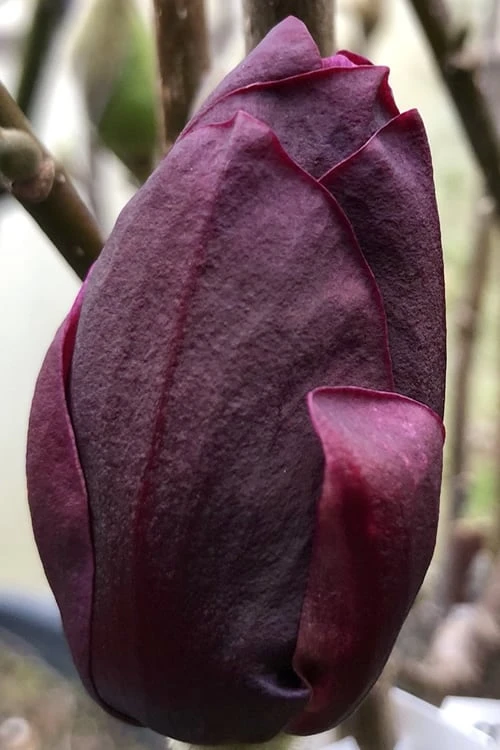 Genie Magnolia Tulip Tree - 7 Gallon Pot (6-7') 9 Genie Magnolia Tulip Tree - 7 Gallon Pot (6-7') - Image 7