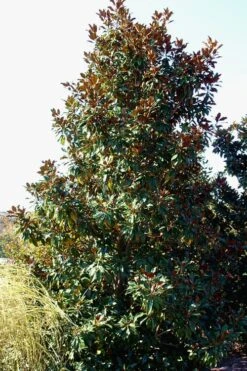 Kay Parris Southern Magnolia - 7 Gallon Pot (3-4') 19 Kay Parris Southern Magnolia - 7 Gallon Pot (3-4') -Best Plant Shop Magnolia Kay Parris 2