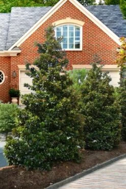Kay Parris Southern Magnolia - 7 Gallon Pot (3-4') 14 Kay Parris Southern Magnolia - 7 Gallon Pot (3-4') -Best Plant Shop Magnolia Kay Parris 4