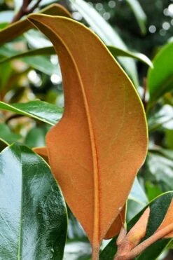 Kay Parris Southern Magnolia - 7 Gallon Pot (3-4') 15 Kay Parris Southern Magnolia - 7 Gallon Pot (3-4') -Best Plant Shop Magnolia Kay Parris 5