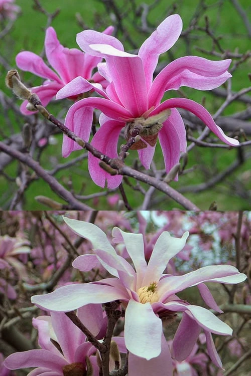 Leonard Messel Star Magnolia - 1 Gallon Pot 10 Leonard Messel Star Magnolia - 1 Gallon Pot - Image 8