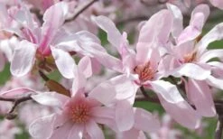 Leonard Messel Star Magnolia - 1 Gallon Pot 19 Leonard Messel Star Magnolia - 1 Gallon Pot -Best Plant Shop Magnolia Leonard Messel 23
