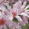 Leonard Messel Star Magnolia - 1 Gallon Pot -Best Plant Shop Magnolia Leonard Messel 24