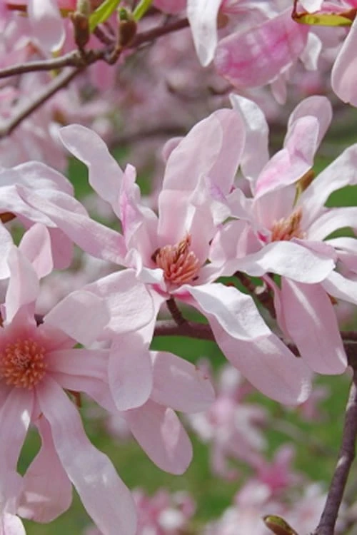 Leonard Messel Star Magnolia - 1 Gallon Pot 3 Leonard Messel Star Magnolia - 1 Gallon Pot