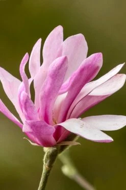 Leonard Messel Star Magnolia - 1 Gallon Pot 17 Leonard Messel Star Magnolia - 1 Gallon Pot -Best Plant Shop Magnolia Leonard Messel 26