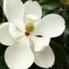 Little Gem Dwarf Southern Magnolia - 3 Gallon Pot (1.5-2.5') -Best Plant Shop Magnolia Little Gem 15