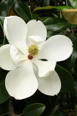 Little Gem Dwarf Southern Magnolia - 3 Gallon Pot (1.5-2.5')