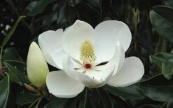 Kay Parris Southern Magnolia - 7 Gallon Pot (3-4') 18 Kay Parris Southern Magnolia - 7 Gallon Pot (3-4') -Best Plant Shop Magnolia Little Gem Bloom 2 1