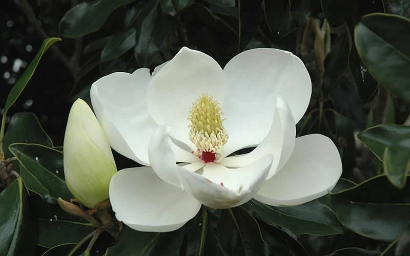 Kay Parris Southern Magnolia - 7 Gallon Pot (3-4') 10 Kay Parris Southern Magnolia - 7 Gallon Pot (3-4') - Image 8
