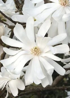 Royal Star Magnolia - 2 Gallon Pot -Best Plant Shop Magnolia Royal Star 10