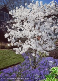 Royal Star Magnolia - 2 Gallon Pot -Best Plant Shop Magnolia Royal Star 12