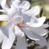 Royal Star Magnolia - 1 Gallon Pot 1 Royal Star Magnolia - 1 Gallon Pot -Best Plant Shop Magnolia Royal Star 13 2