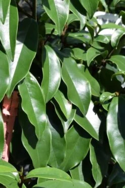 Stellar Ruby Magnolia Single Trunk Tree (Banana Shrub Hybrid) - 7 Gallon Pot (4-5') -Best Plant Shop Magnolia Stellar Ruby 2
