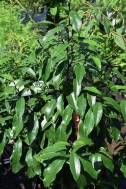 Stellar Ruby Magnolia Single Trunk Tree (Banana Shrub Hybrid) - 7 Gallon Pot (4-5') -Best Plant Shop Magnolia Stellar Ruby 3