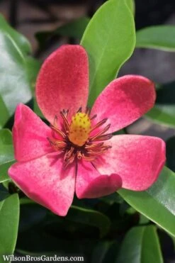 Stellar Ruby Magnolia Single Trunk Tree (Banana Shrub Hybrid) - 7 Gallon Pot (4-5') -Best Plant Shop Magnolia Stellar Ruby 5