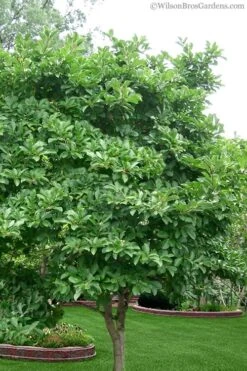 Royal Star Magnolia - 1 Gallon Pot 13 Royal Star Magnolia - 1 Gallon Pot -Best Plant Shop Magnolia Stellata 1 5