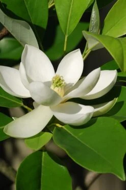 Sweetbay Magnolia - 5 Gallon Pot 15 Sweetbay Magnolia - 5 Gallon Pot -Best Plant Shop Magnolia Sweet Bay 10 1