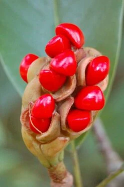 Sweetbay Magnolia - 5 Gallon Pot 14 Sweetbay Magnolia - 5 Gallon Pot -Best Plant Shop Magnolia Sweet Bay 14 1