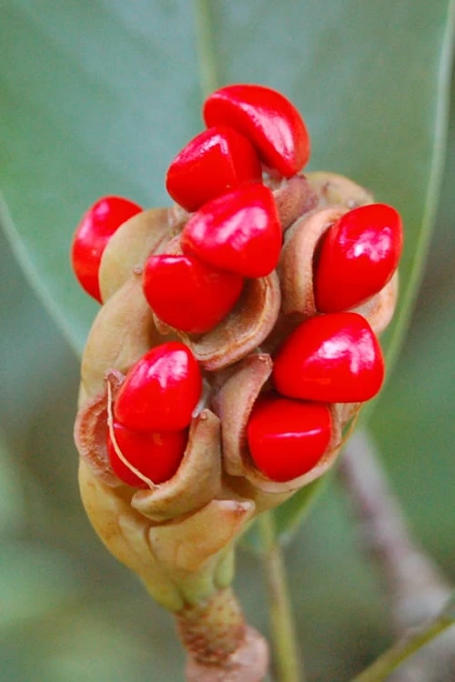 Sweetbay Magnolia - 5 Gallon Pot 8 Sweetbay Magnolia - 5 Gallon Pot - Image 6