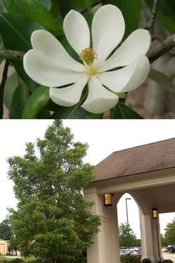 Sweetbay Magnolia - 5 Gallon Pot 13 Sweetbay Magnolia - 5 Gallon Pot -Best Plant Shop Magnolia Sweetbay 2 500x750 2