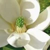 Moonglow Sweetbay Magnolia Tree (Magnolia Virginiana 'Jim Wilson') - 1 Gallon Pot -Best Plant Shop Magnolia Sweetbay Moonglow 10