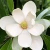 Northern Belle Sweetbay Magnolia Tree (Magnolia Virginiana) - 7 Gallon Pot (3-4') 1 Northern Belle Sweetbay Magnolia Tree (Magnolia Virginiana) - 7 Gallon Pot (3-4') -Best Plant Shop Magnolia Sweetbay Northern Belle 1 1