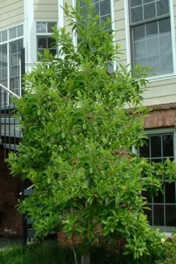 Northern Belle Sweetbay Magnolia Tree (Magnolia Virginiana) - 7 Gallon Pot (5-6') -Best Plant Shop Magnolia Sweetbay Northern Belle 2