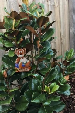 Teddy Bear Dwarf Southern Magnolia - 7 Gallon Pot (3-4') -Best Plant Shop Magnolia Teddy Bear 4