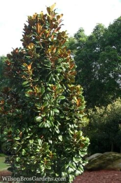 Teddy Bear Dwarf Southern Magnolia - 7 Gallon Pot (3-4') -Best Plant Shop Magnolia Teddy Bear 5