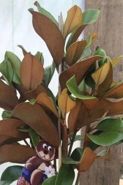 Teddy Bear Dwarf Southern Magnolia - 7 Gallon Pot (3-4') -Best Plant Shop Magnolia Teddy Bear 6