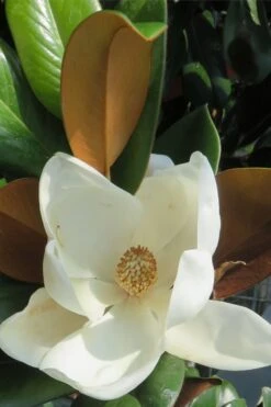 Teddy Bear Dwarf Southern Magnolia - 7 Gallon Pot (3-4') -Best Plant Shop Magnolia Teddy Bear 7