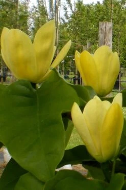Yellow Bird Magnolia Tulip Tree - 1 Gallon Pot 21 Yellow Bird Magnolia Tulip Tree - 1 Gallon Pot -Best Plant Shop Magnolia Yellow Bird 10